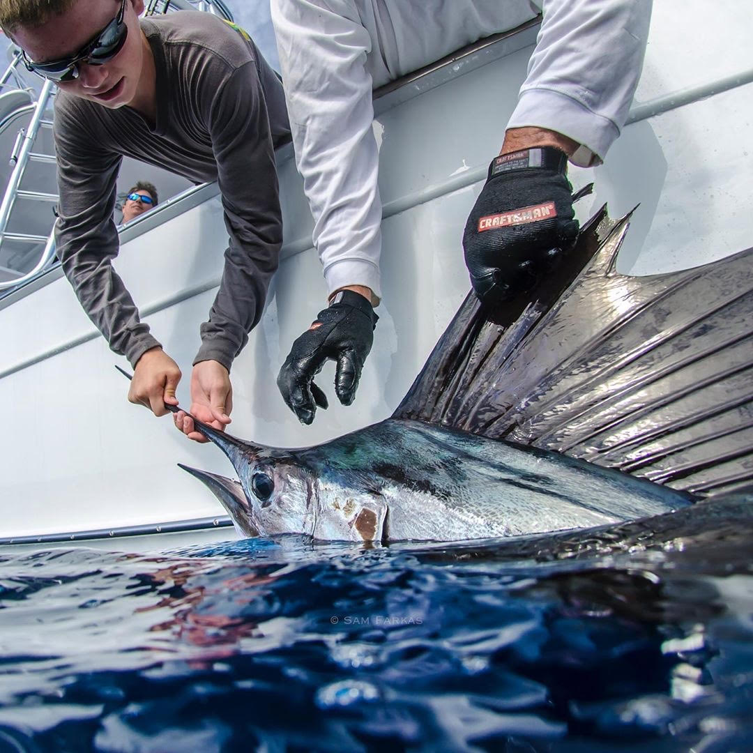 NOAA Prohibits Retention of Atlantic Blue Marlin, White Marlin, and ...